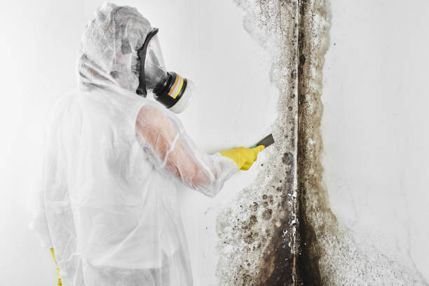 Best Toxic Mold Removal  in Havre De Grace, MD