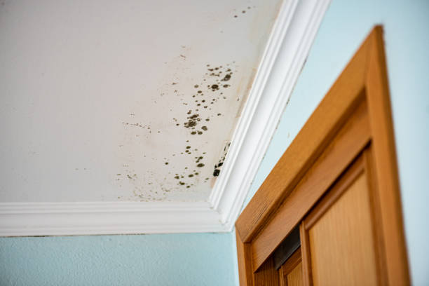 Best Mold Cleaning Services  in Havre De Grace, MD