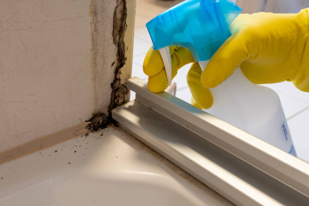 Certified Mold Removal in Havre De Grace, MD