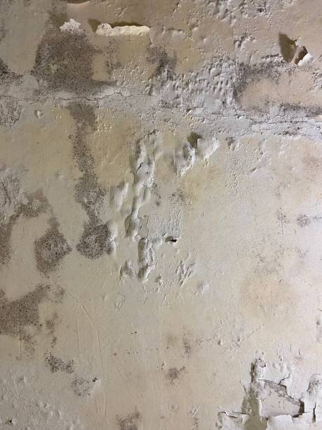 Mold Removal and Inspection in Havre De Grace, MD