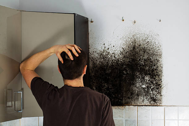 Best Mold Removal Company Near Me  in Havre De Grace, MD